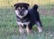 Shiba Inu Puppies for sale in Bethesda, MD, USA. price: NA