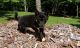 Shiba Inu Puppies for sale in Harpersville, AL, USA. price: $500