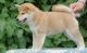 Shiba Inu Puppies for sale in Lincoln, NE, USA. price: NA