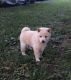 Shiba Inu Puppies for sale in Frederick, MD, USA. price: $1,500