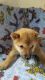 Shiba Inu Puppies for sale in Chippewa Falls, WI 54729, USA. price: $700