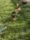 Shiba Inu Puppies for sale in McCook, NE 69001, USA. price: NA
