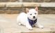 Shiba Inu Puppies for sale in Clarkesville, GA 30523, USA. price: $650