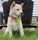 Shiba Inu Puppies for sale in Portland, OR, USA. price: $500