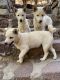 Shiba Inu Puppies for sale in El Paso, TX, USA. price: NA
