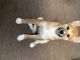 Shiba Inu Puppies for sale in Columbus, OH, USA. price: NA