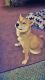 Shiba Inu Puppies for sale in UPPR CHICHSTR, PA 19061, USA. price: $350