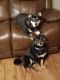 Shiba Inu Puppies for sale in Rock Falls, IL 61071, USA. price: $500