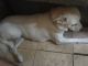 Shiba Inu Puppies for sale in Los Angeles, CA, USA. price: $300