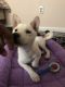 Shiba Inu Puppies for sale in Staten Island, NY, USA. price: NA