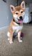 Shiba Inu Puppies for sale in Fort Lauderdale, FL 33314, USA. price: NA