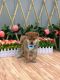 Shiba Inu Puppies for sale in Flushing, NY 11358, USA. price: NA