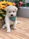 Shiba Inu Puppies for sale in Flushing, NY 11358, USA. price: NA