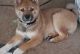 Shiba Inu Puppies for sale in Spring Grove, PA 17362, USA. price: NA