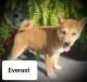 Shiba Inu Puppies for sale in Whiteville, TN 38075, USA. price: $1,200