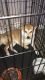 Shiba Inu Puppies for sale in Jacksonville, FL 32221, USA. price: NA