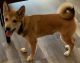 Shiba Inu Puppies for sale in Oceanside, CA, USA. price: $2,500