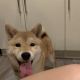Shiba Inu Puppies for sale in Los Angeles, CA, USA. price: $1,800