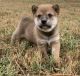 Shiba Inu Puppies for sale in Somerville, TN 38068, USA. price: NA