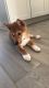 Shiba Inu Puppies for sale in Orlando, FL, USA. price: $1,200
