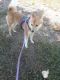 Shiba Inu Puppies for sale in High Point, NC, USA. price: NA