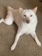 Shiba Inu Puppies for sale in Henrico, VA 23294, USA. price: NA