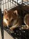 Shiba Inu Puppies for sale in Davenport, FL, USA. price: NA