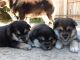 Shiba Inu Puppies for sale in Lompoc, CA, USA. price: NA