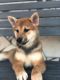 Shiba Inu Puppies for sale in San Diego, CA, USA. price: $1,600