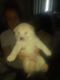 Shiba Inu Puppies for sale in Collinsville, IL, USA. price: NA