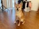 Shiba Inu Puppies for sale in 4835 Crestone Way, Rochester, MI 48306, USA. price: NA