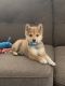 Shiba Inu Puppies for sale in St. George, UT 84790, USA. price: NA