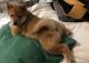 Shiba Inu Puppies for sale in Yonkers, NY 10703, USA. price: NA