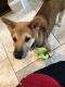 Shiba Inu Puppies for sale in Clearwater, FL, USA. price: NA