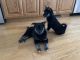 Shiba Inu Puppies for sale in Savage, MN 55378, USA. price: $800