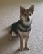 Shiba Inu Puppies for sale in Lehigh Acres, FL, USA. price: NA