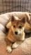 Shiba Inu Puppies for sale in Los Angeles, CA 90015, USA. price: $1,500