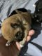 Shiba Inu Puppies for sale in Hampton, VA, USA. price: NA