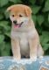 Shiba Inu Puppies for sale in Raleigh, NC, USA. price: $600