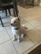 Shiba Inu Puppies for sale in Jacksonville, NC, USA. price: $500