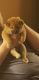 Shiba Inu Puppies for sale in Itasca, IL 60143, USA. price: NA