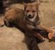 Shiba Inu Puppies for sale in Hebron, KY 41048, USA. price: $500