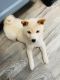 Shiba Inu Puppies for sale in West Deptford, NJ, USA. price: $1,000