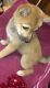 Shiba Inu Puppies for sale in Cleveland, OH, USA. price: NA