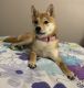 Shiba Inu Puppies for sale in Kew Gardens, Queens, NY, USA. price: NA