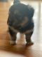 Shiba Inu Puppies for sale in Silver Spring, MD, USA. price: $500