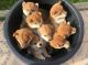 Shiba Inu Puppies for sale in Oklahoma City, OK, USA. price: NA