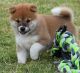 Shiba Inu Puppies for sale in Knoxville, TN, USA. price: NA