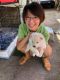 Shiba Inu Puppies for sale in Honolulu, HI 96816, USA. price: NA