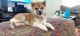 Shiba Inu Puppies for sale in Las Vegas, NV, USA. price: $2,000